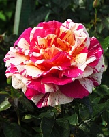 роза Ванилла Фрейз (Vanille Fraise)