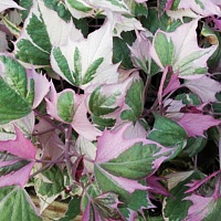 Ипомея батат Vine Pink Frost (Ipomoea batatas)