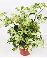 Шеффлера древовидная Герда (Schefflera arboricola Gerda)