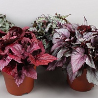 Бегония Белиф (Beleaf) 