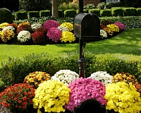 Хризантема корейская, мультифлора (Chrysanthemum hortorum)