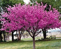 Церцис канадский (Cercis canadensis)
