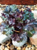 Гейхера Плам Пудинг