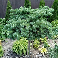 Лиственница кемпфера Блю Дварф (Larix kaempferi Blue Dwarf)