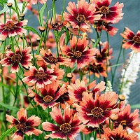 Кореопсис Коралл Пустыни (Desert Coral)