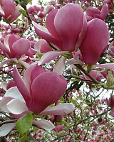 Магнолия суланжа Ленней (Magnolia soulangeana Lennei)