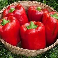 Перец сладкий Калифорнийское Чудо