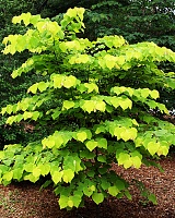 Церцис канадский Хартс оф Голд (Cercis canadensis Hearts of Gold)