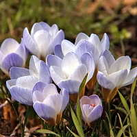 Крокус botanical Blue Pearl
