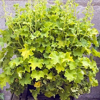 Гейхера Рекс Лайм (Heuchera Rex Lime)