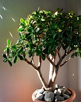 Толстянка древовидная (Crassula arborescens)