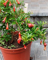 Гранат комнатный Нана (Punica Nana)