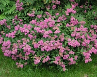 Спирея японская Энтони Ватерер (Spiraea japonica Anthony Waterer)