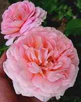 роза Абрахам Дерби (Abraham Darby)