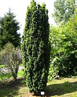Тис ягодный Фастигиата (Taxus baccata Fastigiata)