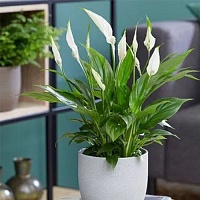 Спатифиллум Ромео Купидо