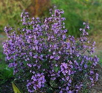 Душевик котовниковый