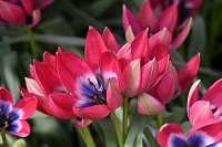 Тюльпан Botanical/Species Little Beauty