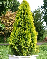 Туя западная Голден Смарагд/Джанет Голд (Thuja occidentalis Golden Smaragd (Janed Gold)