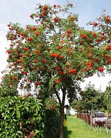 Рябина обыкновенная (Sorbus aucuparia)