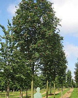 Рябина обыкновенная Шиервотер Сидлинг (Sorbus aucuparia Sheerwater Seedling)