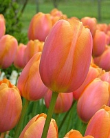Тюльпан (дарвинов гибрид) Salmon van Eijk