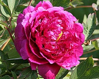 Пион древовидный Цветы Дракона (Paeonia suffruticosa Wu long peng sheng)