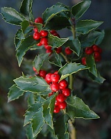 Падуб мезерва Блю Герл (Ilex meserveae Blue Girl)