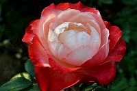 роза Ностальжи