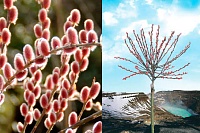 Ива тонкостолбиковая Маунт Асо (Salix gracilistyla Mount Aso)