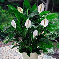 Спатифиллум Алана (Spathiphyllum Alana)