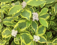 Дерен белый Шпета (Cornus alba Spaethii)