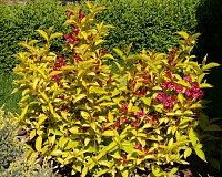 Вейгела цветущая Ауреа (Weigela florida Aurea)
