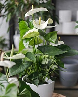 Антуриум андре Вайт Чемпион (Anthurium аndreanum White Champion)