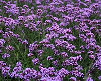 Вербена многолетняя бонарская (Verbena bonariensis) Вербена многолетняя бонарская (Verbena bonariensis)