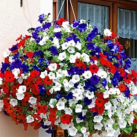 ПЕТУНИЯ ампельная в ассортименте (Petunia pendula)
