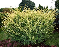 Тис ягодный Элегантиссима (Taxus baccata Elegantissima)