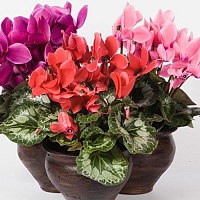 Цикламен Супер Аллюр