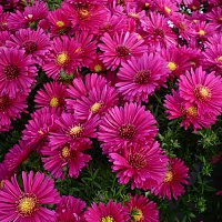 Астра кустарниковая Дженни