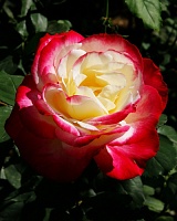 роза Двойное Удовольствие (Double Delight)