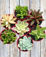 Суккуленты МИКС