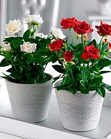 Роза Гибрид Микс