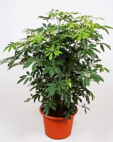 Шеффлера древовидная (Schefflera Arboricola)