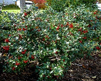 Падуб мезерва Блю Принцесс (Ilex meserveae Blue Princess)