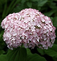 Гортендия древовидная Кандибелль Баблгам (Hydrangea arborescens Candybelle Bubblegum)