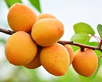 Абрикос Мелитопольский ранний