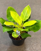 Филодендрон серрата (Philodendron Serratum)