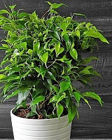 Фикус бенджамина Наташа (Ficus benjamina Natasja)