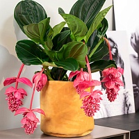 Мединилла Фламенко