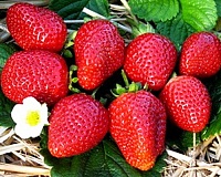 Клубника Альбион